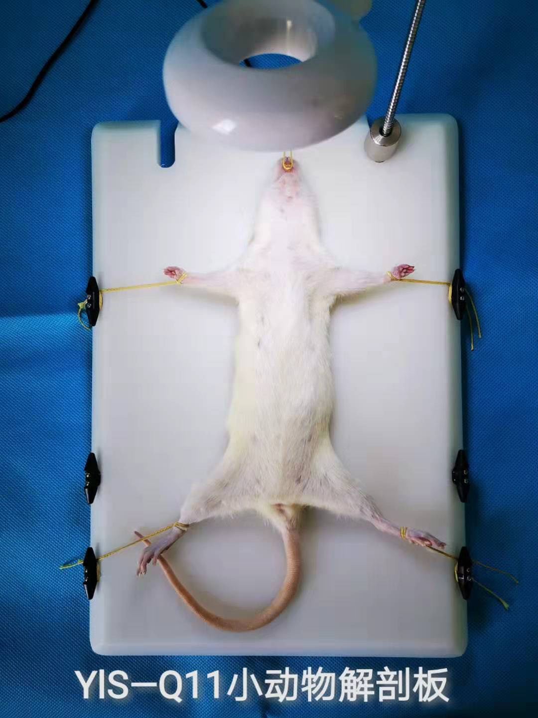 YLS-Q11小动物解剖板(图1)